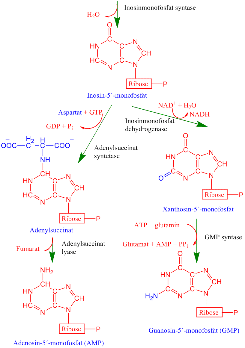Biosyntese av puriner 4
