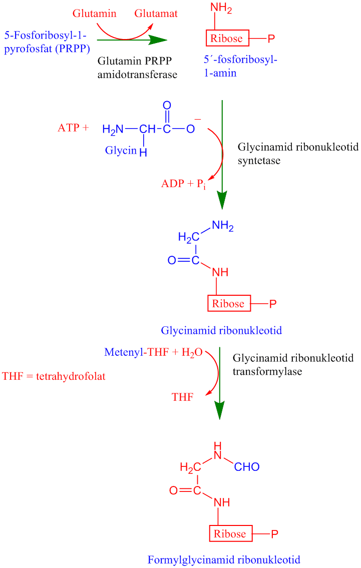 Biosyntese av puriner 1
