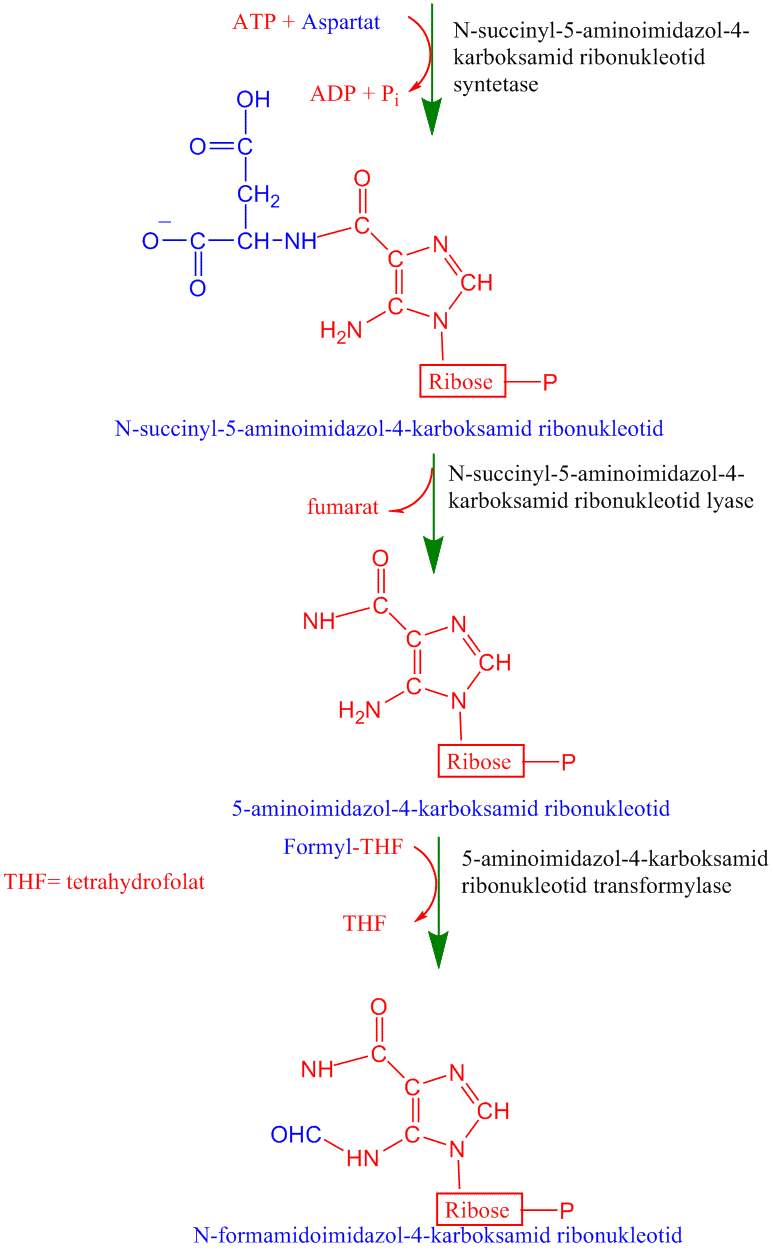 Biosyntese av puriner 3