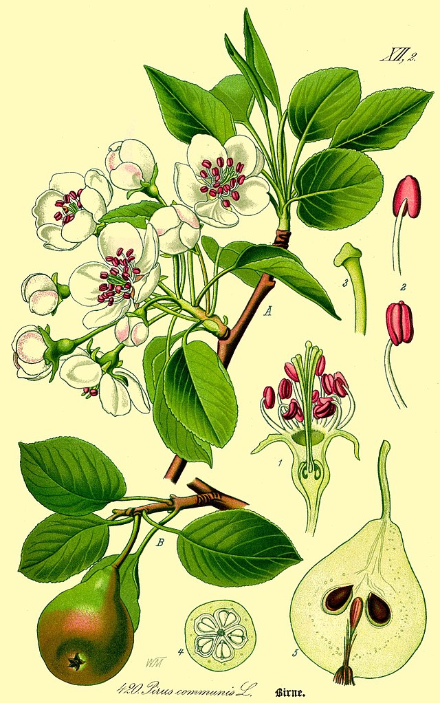 Pyrus communis (hagepære)  av den tyske botanikeren og illustratøren Otto Wilhelm Thomé (1840–1925) i  Flora von Deutschland, Österreich und der Schweiz. Wikimedia Commens.
