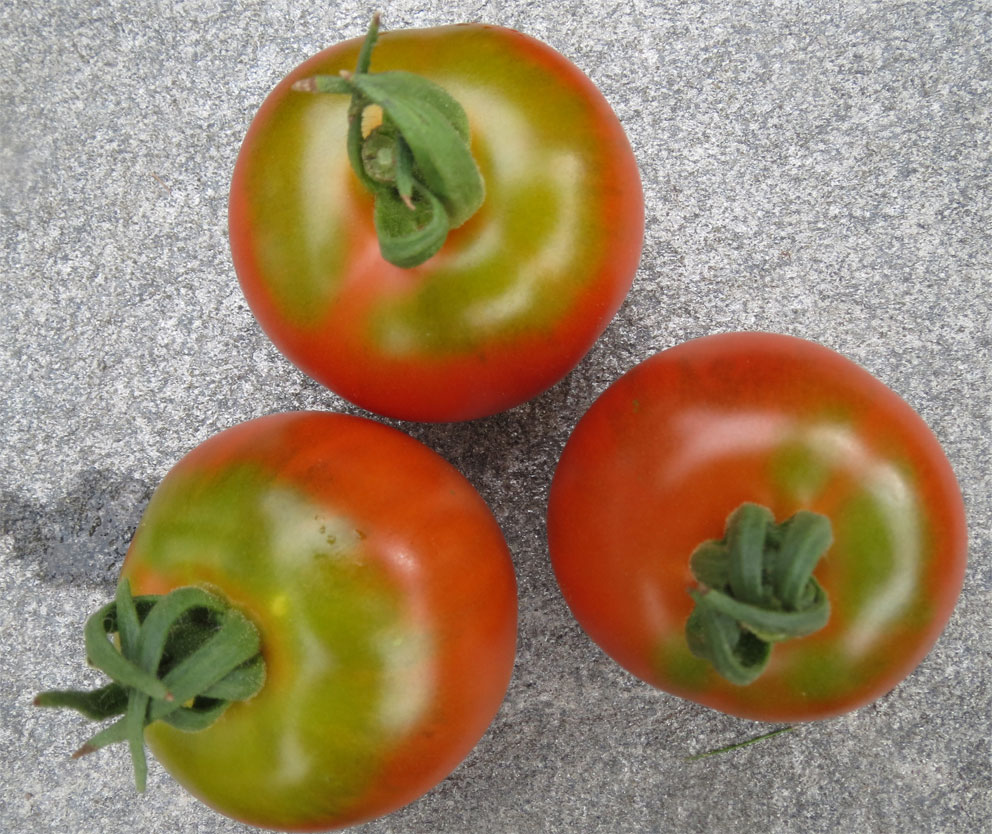 Modning av tomater