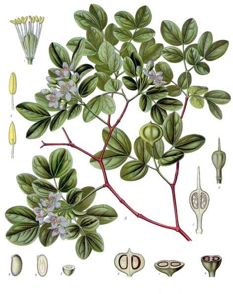 Guaiacum officinale i Zygophyllaceae fra Köhlers Medizinal-Pflanzen. Wikimedia commons. Lignum vitae,