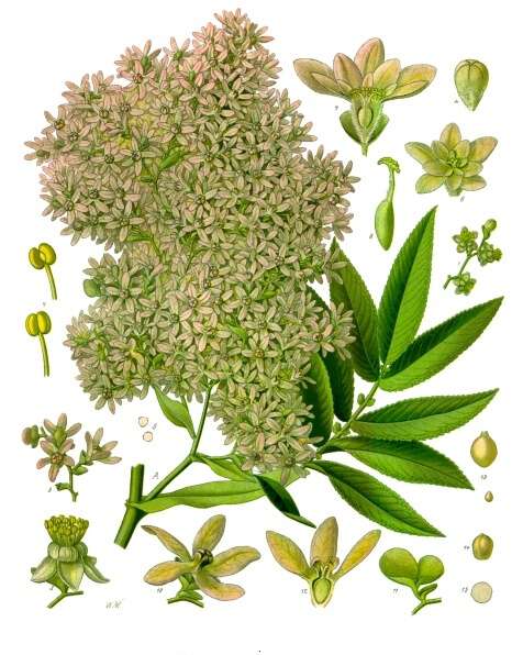 Hagenia abyssinicai Rosaceae fra Köhlers Medizinal-Pflanzen. Wikimedia commons. Øst-Afrika