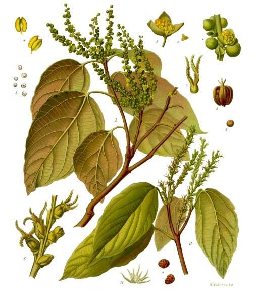 Rød kamala (Mallotus philippensis) I i Euphorbiaceae fra Köhlers Medizinal-Pflanzen. Wikimedia Commons.