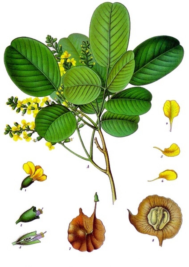 Pterocarpus santalinus (rødsandeltre) fra Köhlers Medizinal-Pflanzen. Wikimedia Commons.