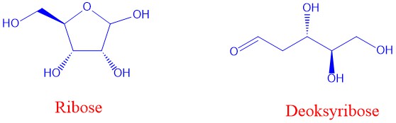 Ribose