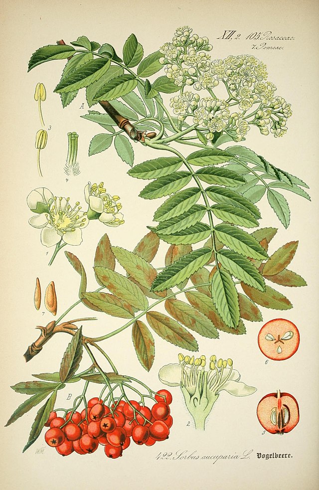 Sorbus aucuparia (rogn) ) av den tyske botanikeren og illustratøren Otto Wilhelm Thomé (1840–1925) fra Flora von Deutschland, Österreich und der Schweiz. Wikimedia Commens.