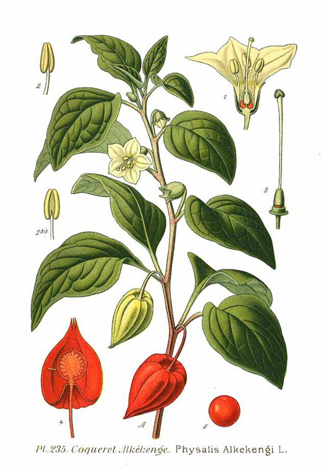 Physalis alkekengi L. fra Amédée Masclef (1858 -1916) Atlas des plantes de France (1891). Wikimedia Commons.