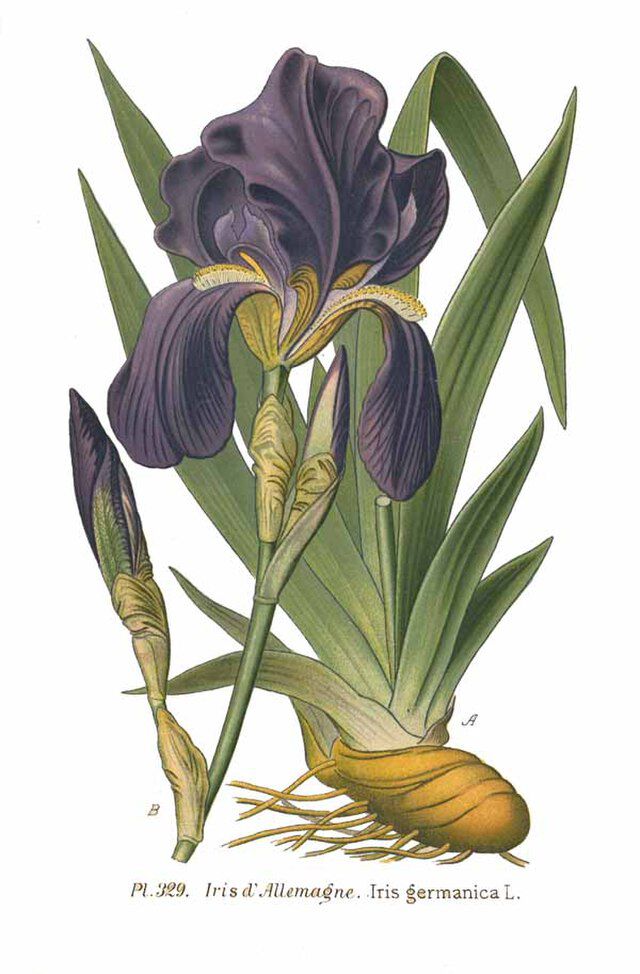Iris germanica L. fra Amédée Masclef (1858 -1916) Atlas des plantes de France (1891). Wikimedia Commos.
