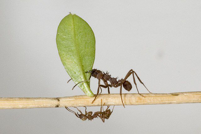 Bladskjæremaur (Acromyrmex octospinosus) som frakter en bladbit. Wikimedia Commonons