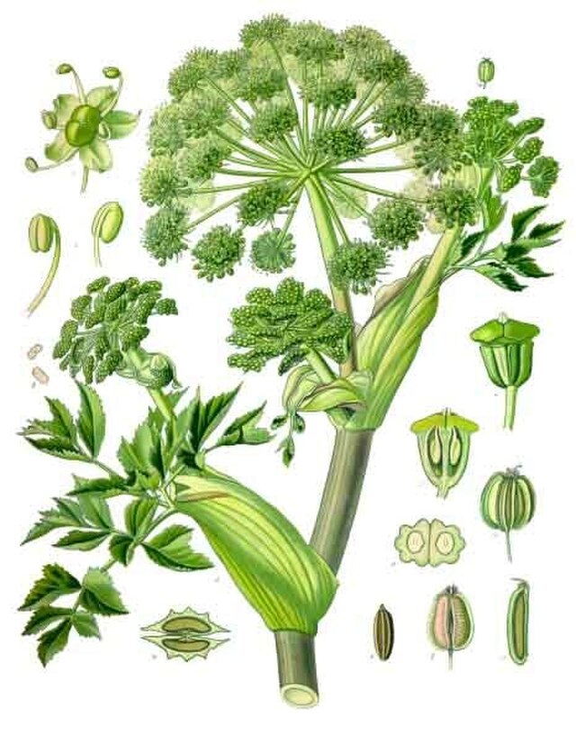 Angelica archangelica (kvann) fra Köhlers Medizinal-Pflanzen. Wikimedia Commens.