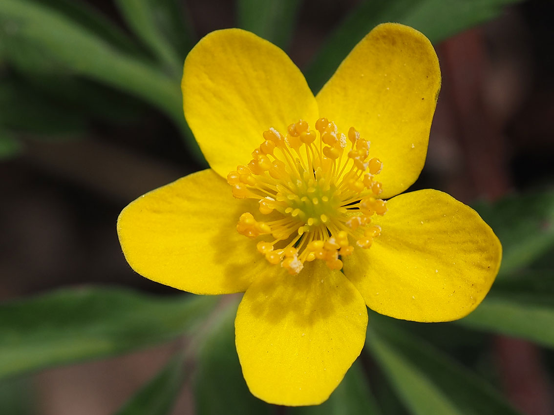 Bekkeblom blomst