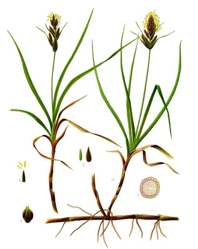 Carex arenaria fra Köhlers Medizinal-Pflanzen. Wikimedia Commens.