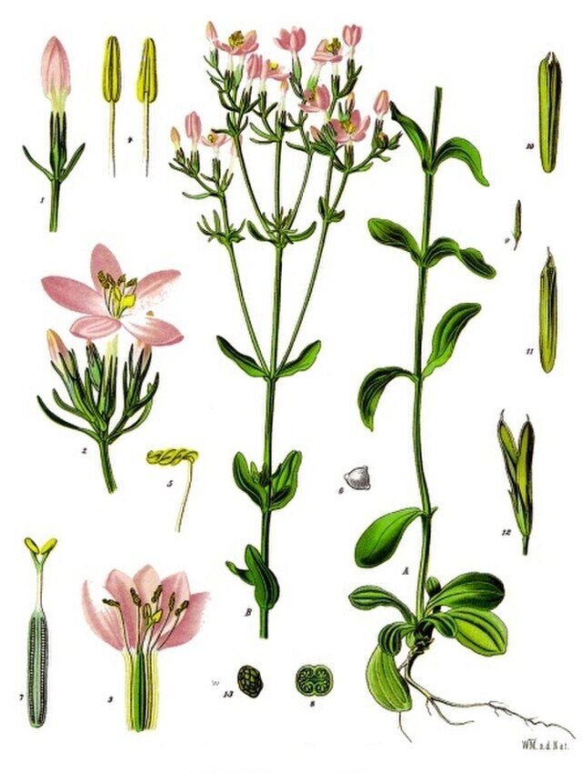 Centaurium erythraea (skjermgylden)  )   fra Köhlers Medizinal-Pflanzen illustrasjon Walther Otto Müller (1883-1887) W.ikimedia Commons. 