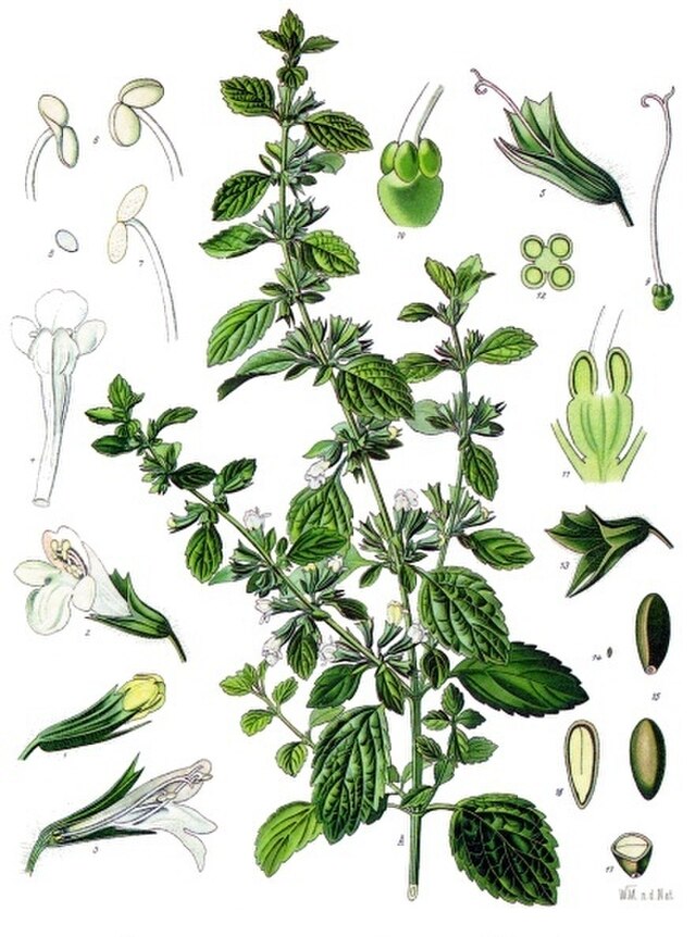 Melissa officinalis (sitronmelisse) fra Köhlers Medizinal-Pflanzen. Wikimedia Commens