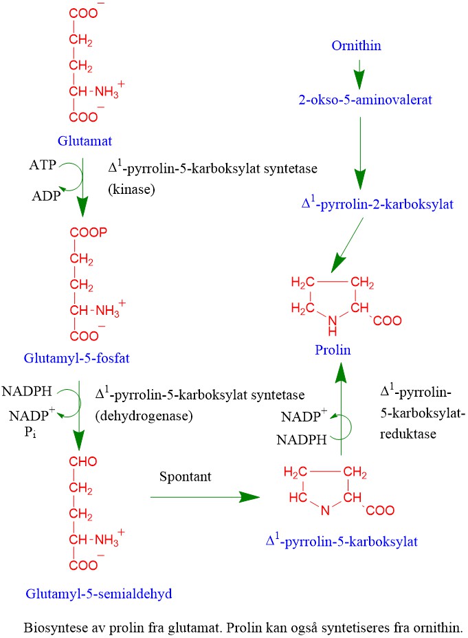 Biosyntese av stressamminosyren prolin