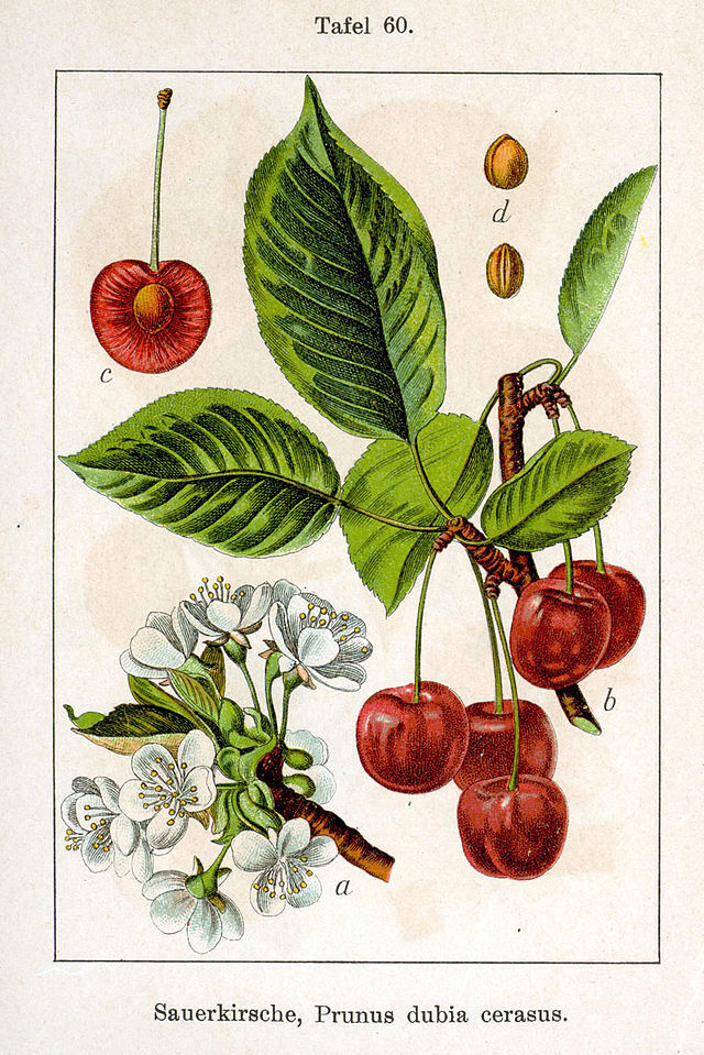 fra Johann Georg Sturm  (1742–1793) Deutschlands Flora in Abbildungen. Wikimedia Commons. 
