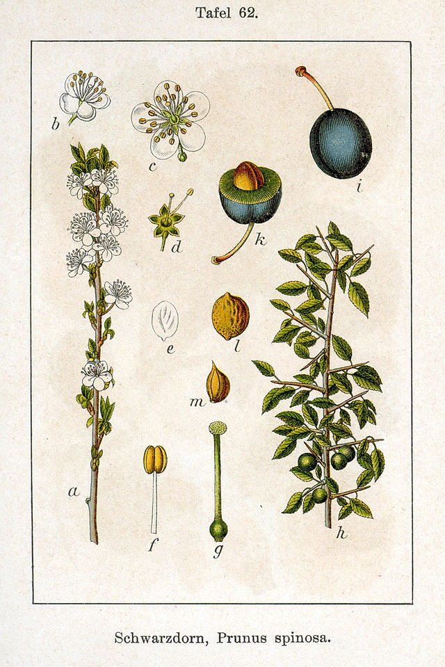 Slåpetorn (Prunus spinosa)  fra Johann Georg Sturm  (1742–1793)Deutschlands Flora in Abbildungen. Wikimedia Commons. 