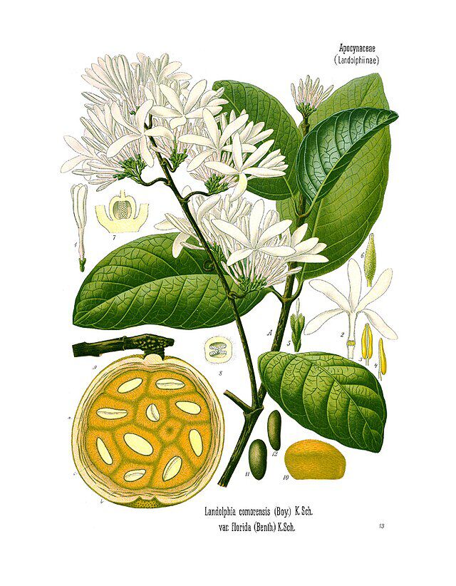 Saba comorensis fra Köhlers Medizinal-Pflanzen. Wikimedia Commens.