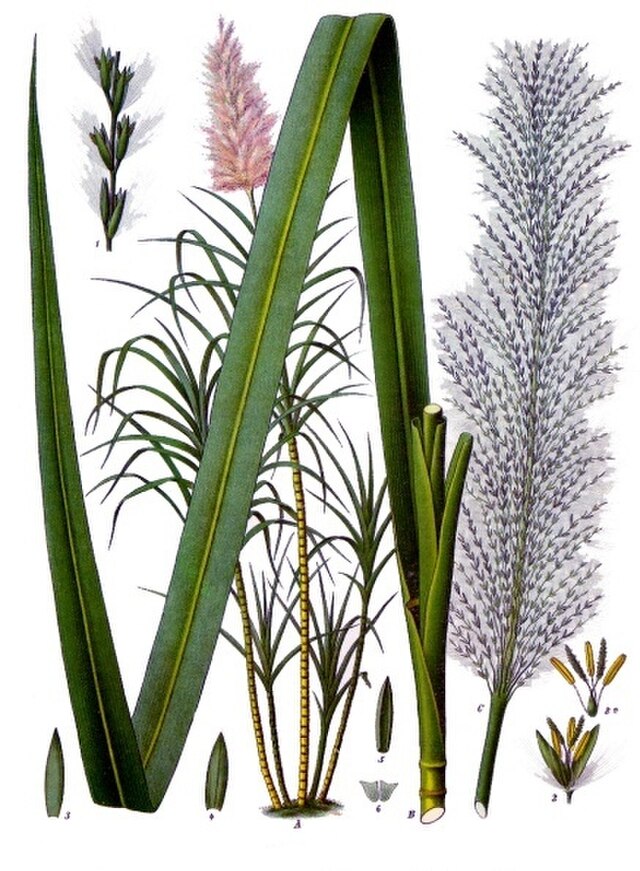 Saccharum officinarum (sukkerrør) fra Köhlers Medizinal-Pflanzen. Wikimedia Commons.