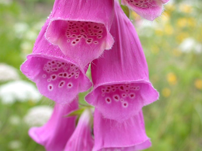 Saftmerker blomsten revebjelle