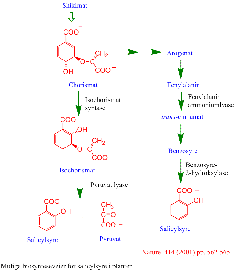 Biosyntese salicylsyre
