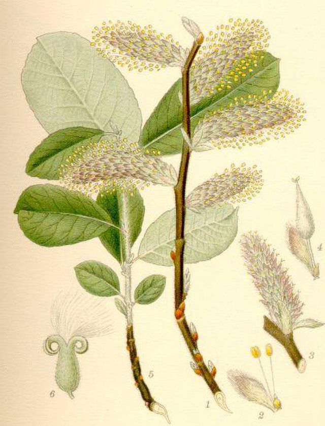 Gråselje (Salix cinerea) fra Carl Axel Magnus Lindman (1856 1928) Bilder ur Nordens Flora. Wikimedia Commons