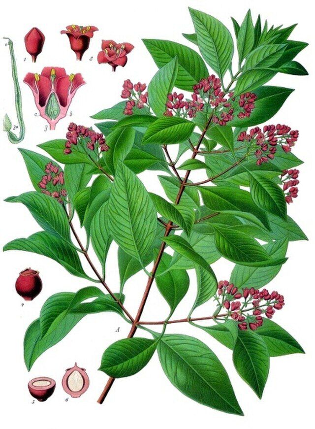 Santalum album (sandeltre) fra Köhlers Medizinal-Pflanzen. Wikimedia Commons.