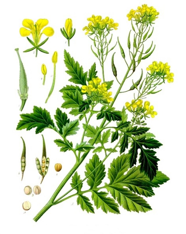 Sinapis alba (hvitsennep) fra Köhlers Medizinal-Pflanzen. Wikimedia Commens. 