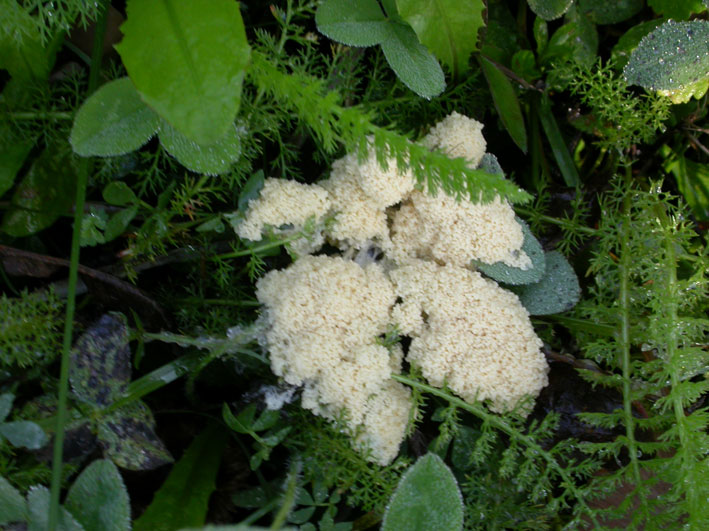 Mucilago crustaceae