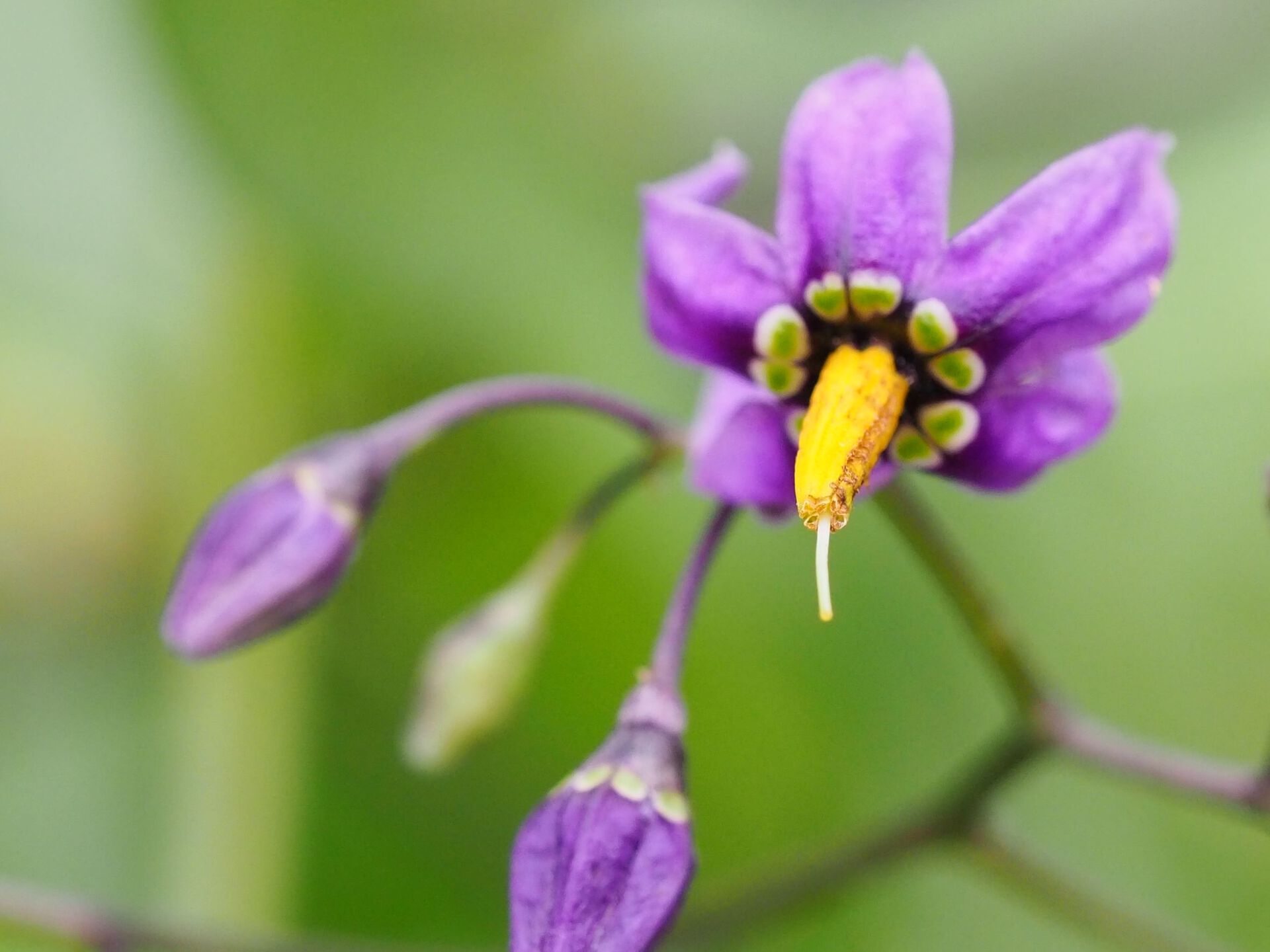 Slyngsøtvier blomst