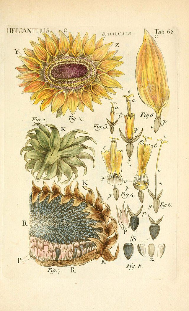  Solsikkeblomst fra llustratio systematis sexualis Linnaeani av John  Miller og Friedrich Wilhelm Weiss. Wikimedia Commons