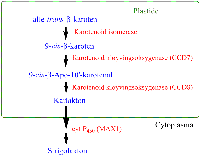 Biosyntese strigolakton