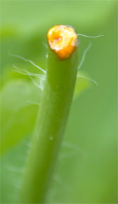 Svaleurt (Chelidonium majus) melkesaft