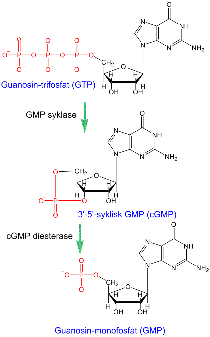 Biosyntese av syklisk GMP