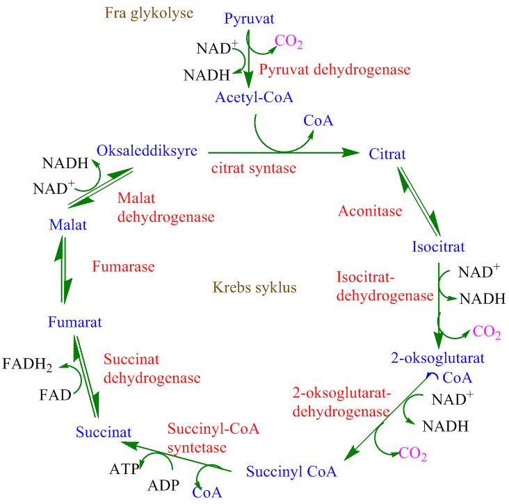 Sitronsyresyklus