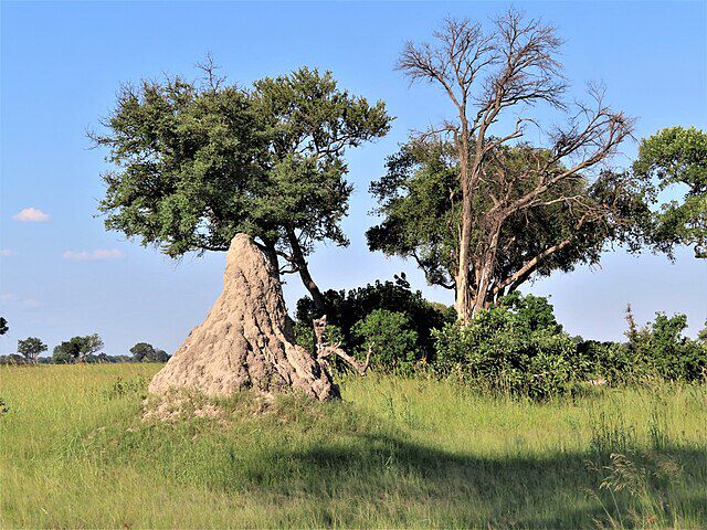 Termittue i Okavangodelta, Botswana, 2019. Wikimedia Commons
