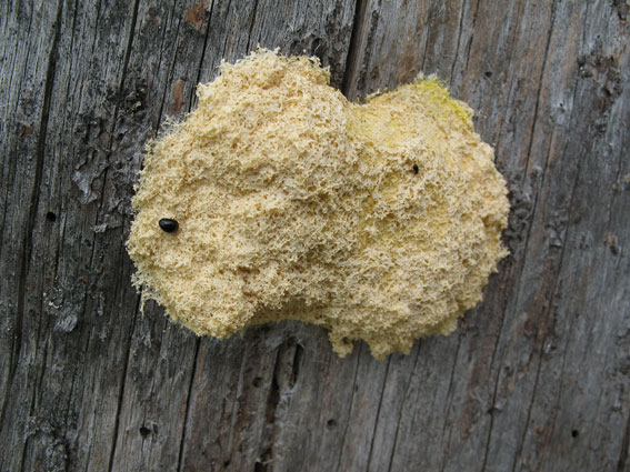 Trollsmør (Fuligo septica)
