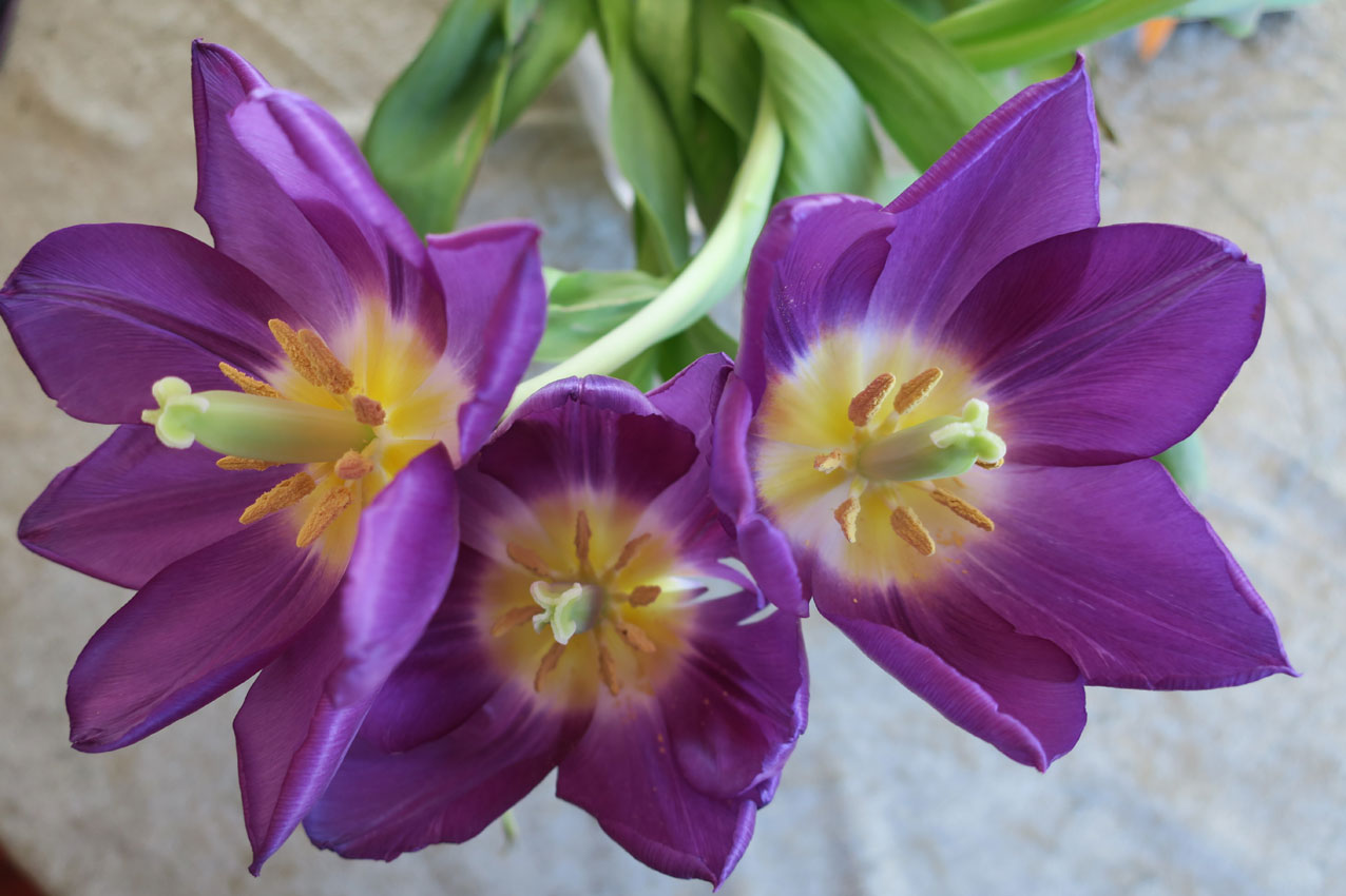 snittblomst tulipan