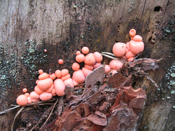 Ulvemelk (Lycigala epidendron)