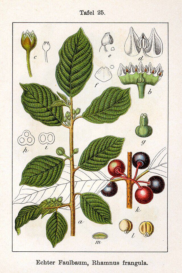 Trollhegg (Frangula alnus) fra Johann Georg Sturm (1742–1793) Deutschlands Flora in Abbildungen. Wikimedia Commons.
