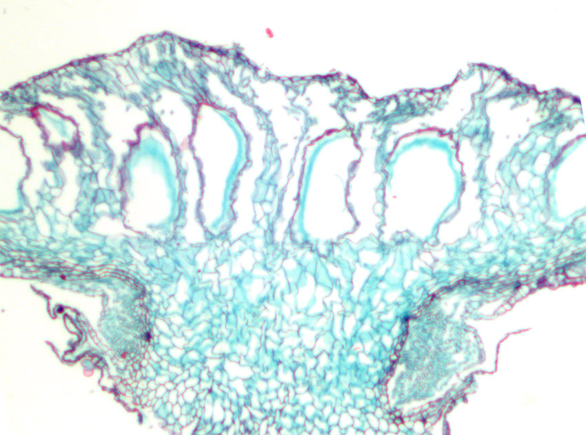 Marchantia tverrsnitt hanntvare