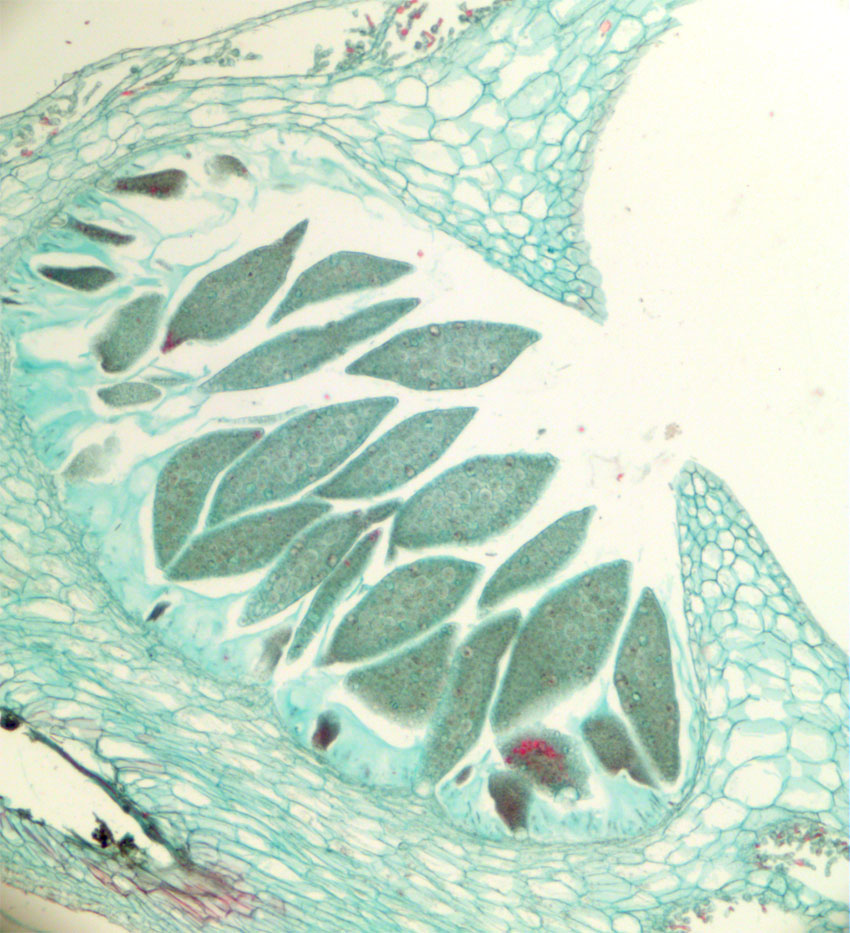Grolegemer Marchantia