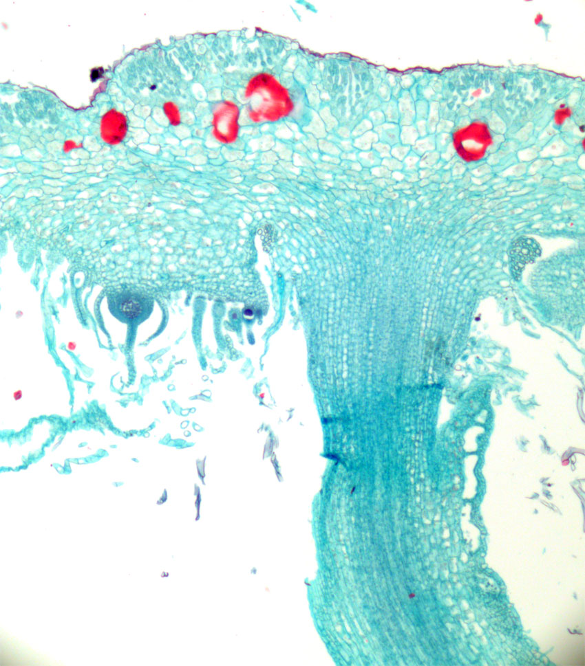 Marchantia hunntvare