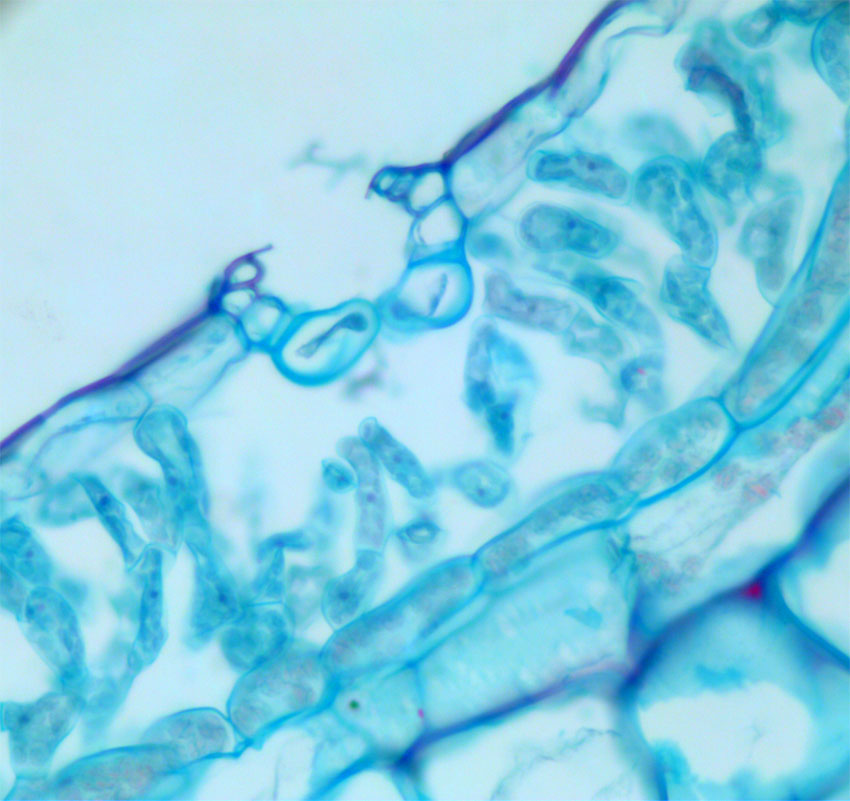 Marchantia thallus tverrsnitt