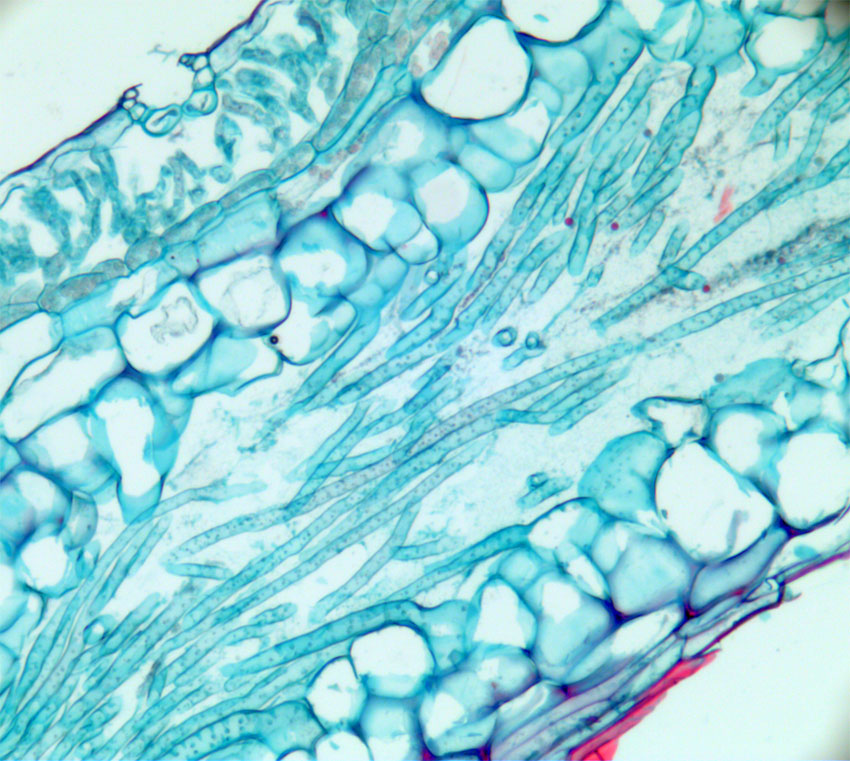 Marchantia tverrsnitt thallus
