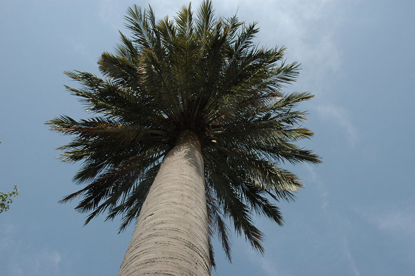 Palme