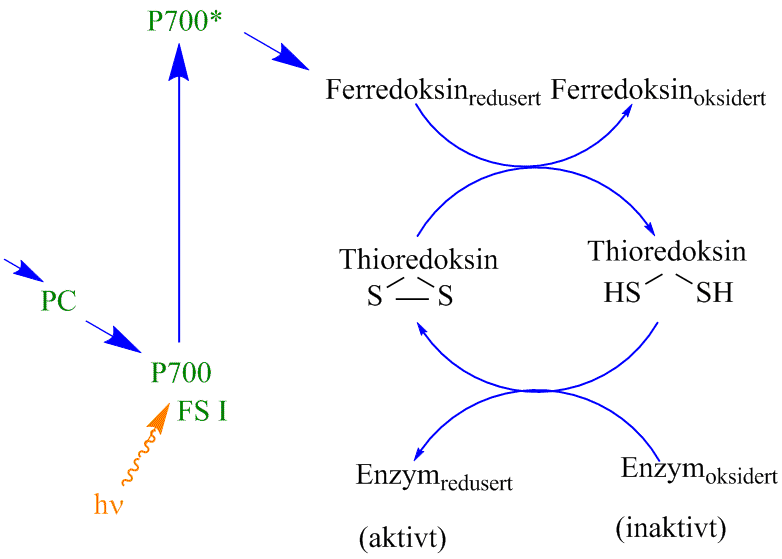 Thioredoksin