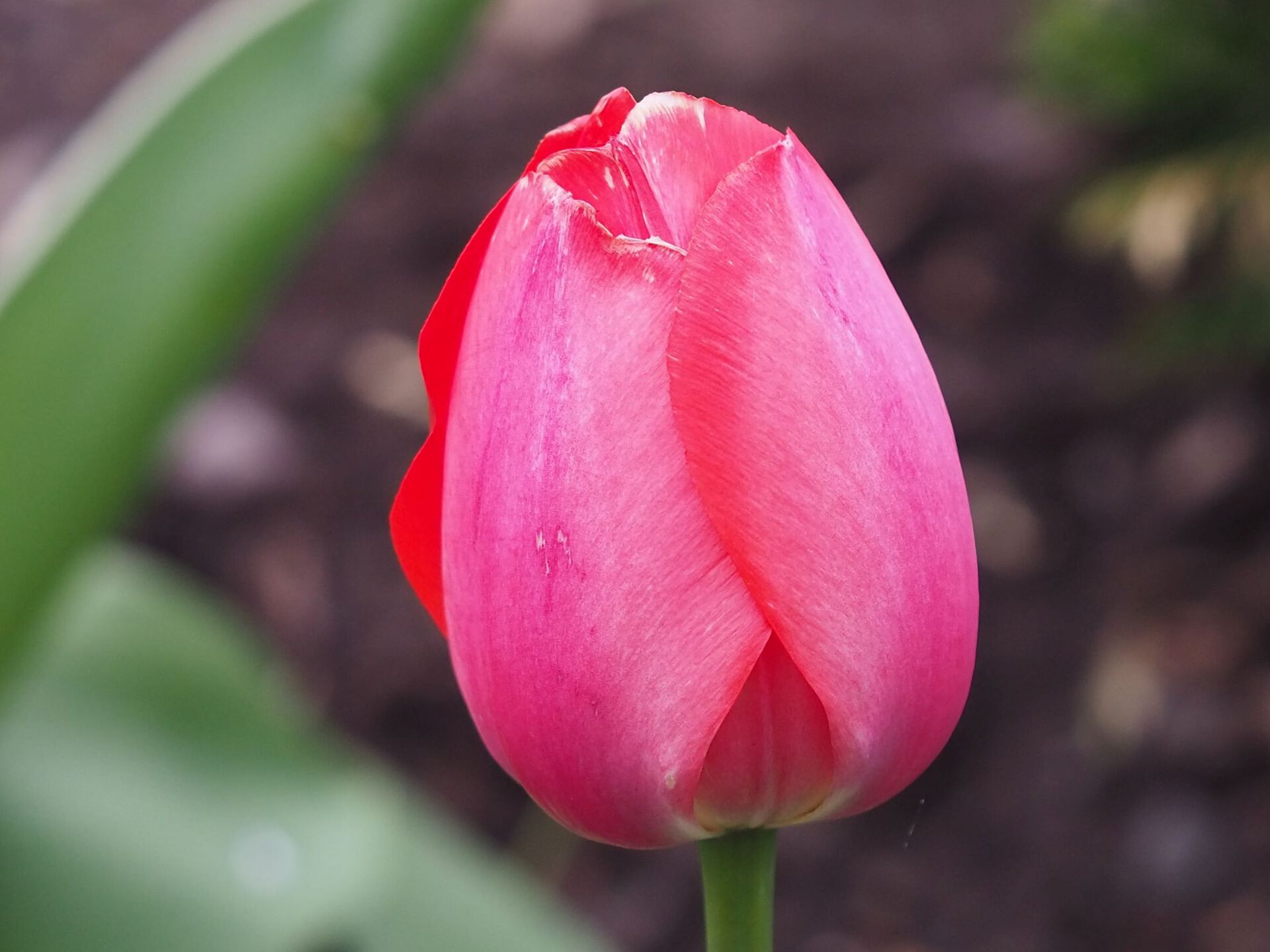 Tulipanblomst rosa