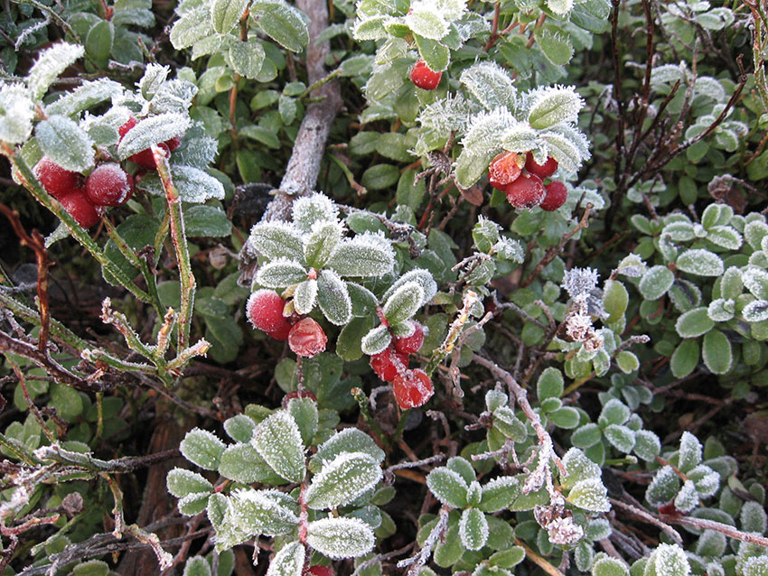 Iskrystaller på tyttebær
